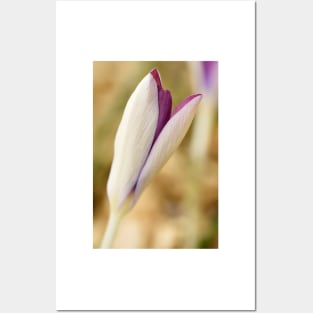 Crocus tommasinianus  &#39;Roseus&#39; Posters and Art